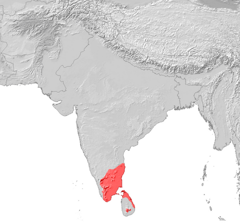Karte Siedlungsgebiet Tamilen_600px-Tamil_Verbreitung